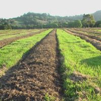 the importance of soil ph to nutritious food